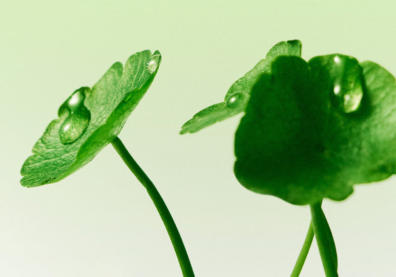 Centella Asiatica*